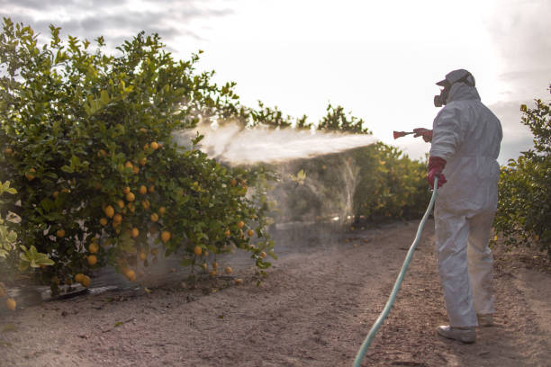 Best Pest Removal Services  in Nolanville, TX