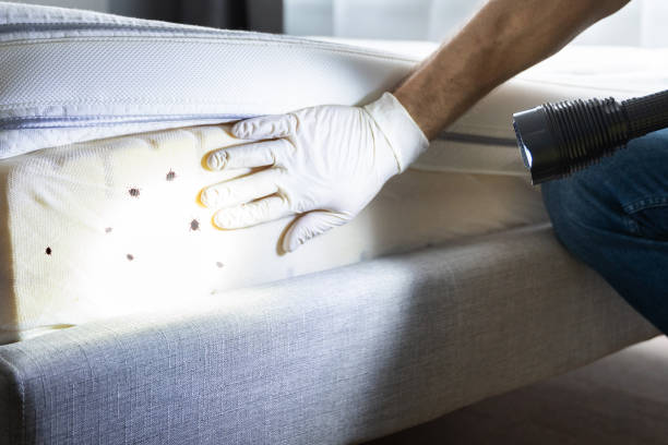 Best Affordable Pest Control Services  in Nolanville, TX