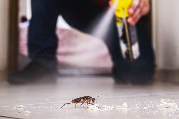 Best Pest Prevention Services  in Nolanville, TX