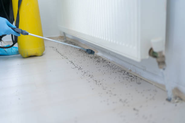 Best Ant Control Services  in Nolanville, TX