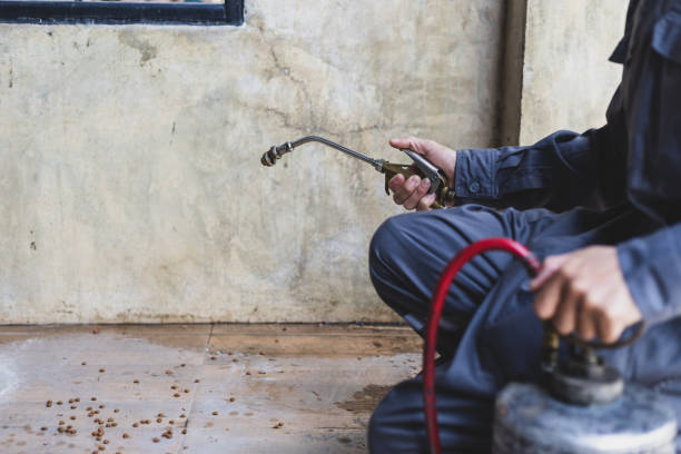 Best Wasp Removal Services  in Nolanville, TX